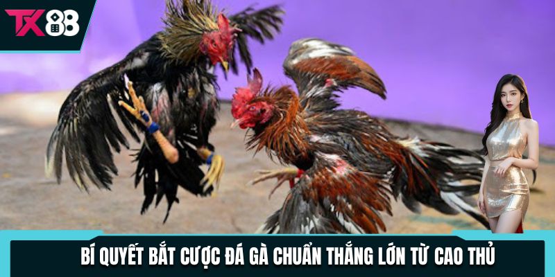 Bí quyết bắt cược đá gà chuẩn thắng lớn từ cao thủ