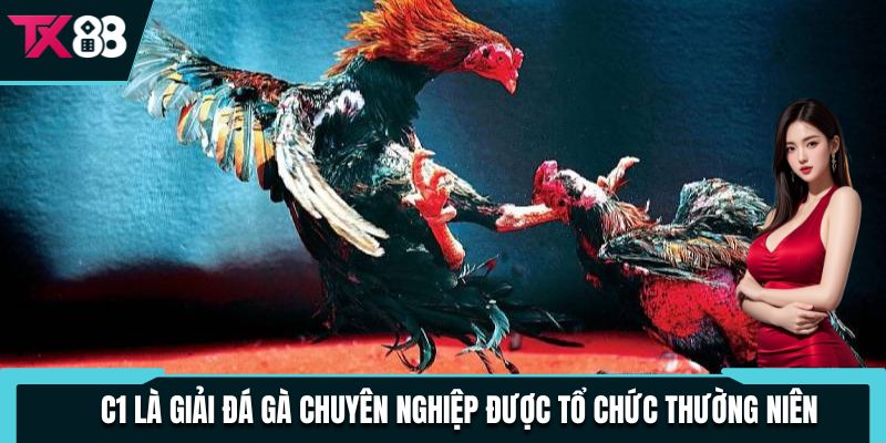 C1 là giải đá gà chuyên nghiệp được tổ chức thường niên