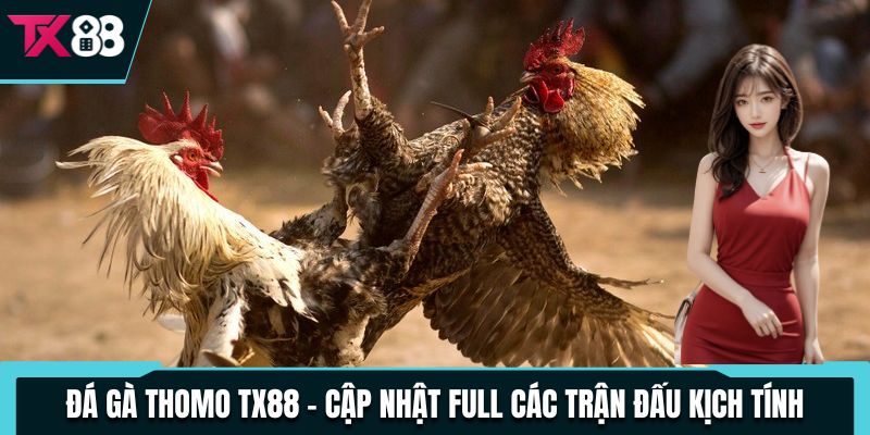 da ga thomo tx88 cap nhat full cac tran dau kich tinh