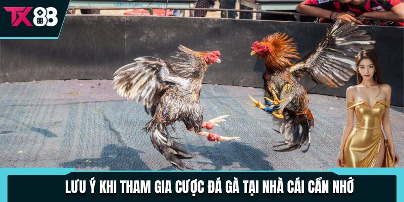 Lưu ý khi tham gia cược đá gà tại nhà cái cần nhớ